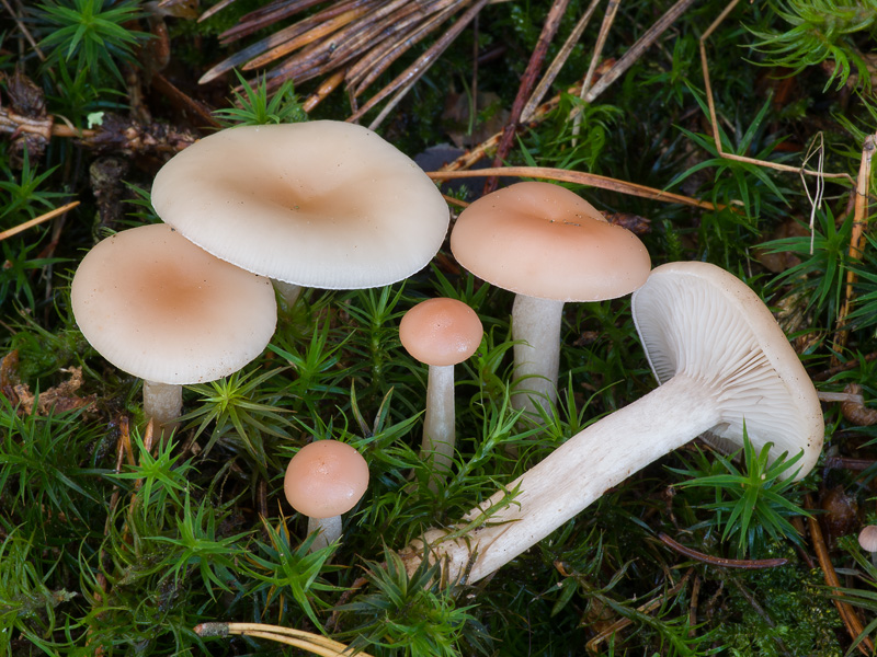 Clitocybe diatreta